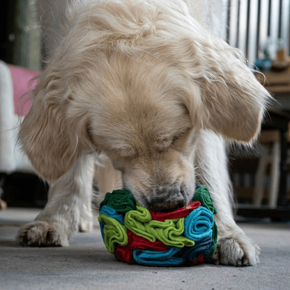 Retriever dog playing with a red, blue and green felt snuffle ball indoors