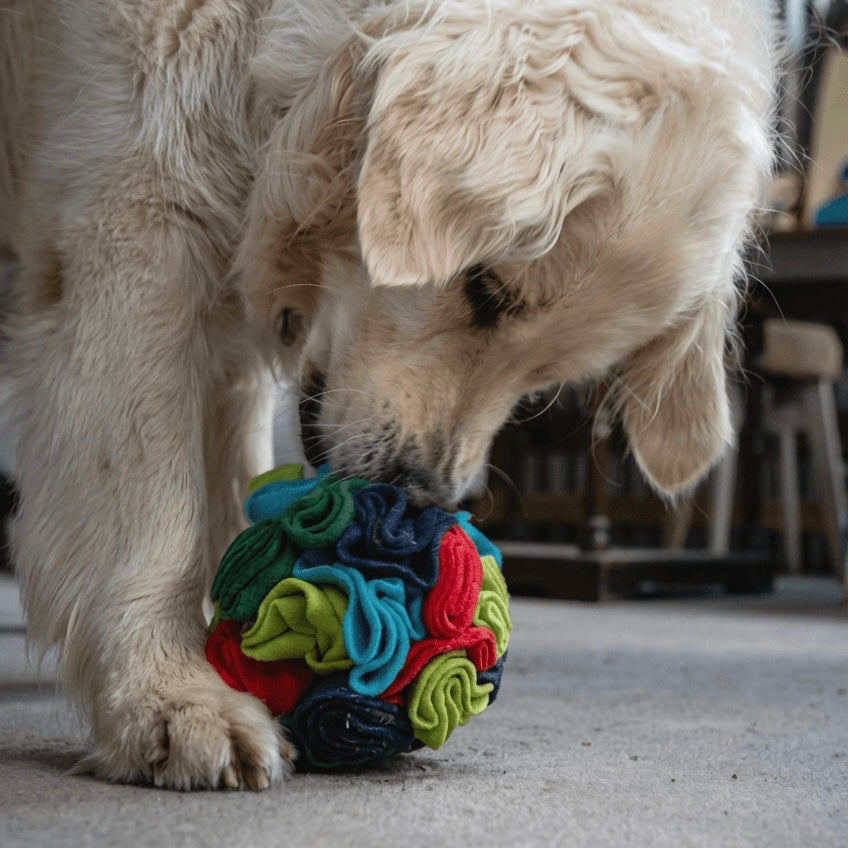 Retriever dog playing with a soft fleece slow feeder snuffle ball indoors on a carpet floor