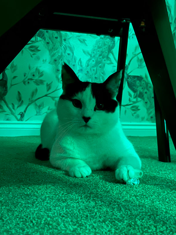 Kibley