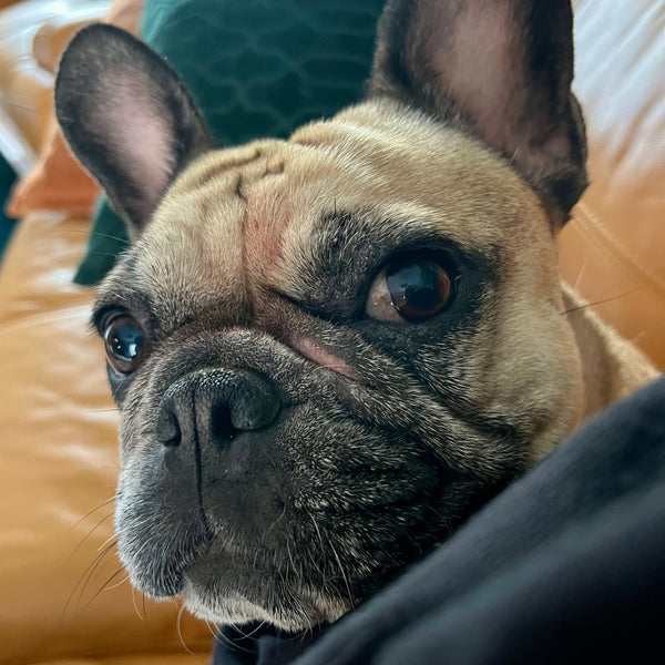 Bella