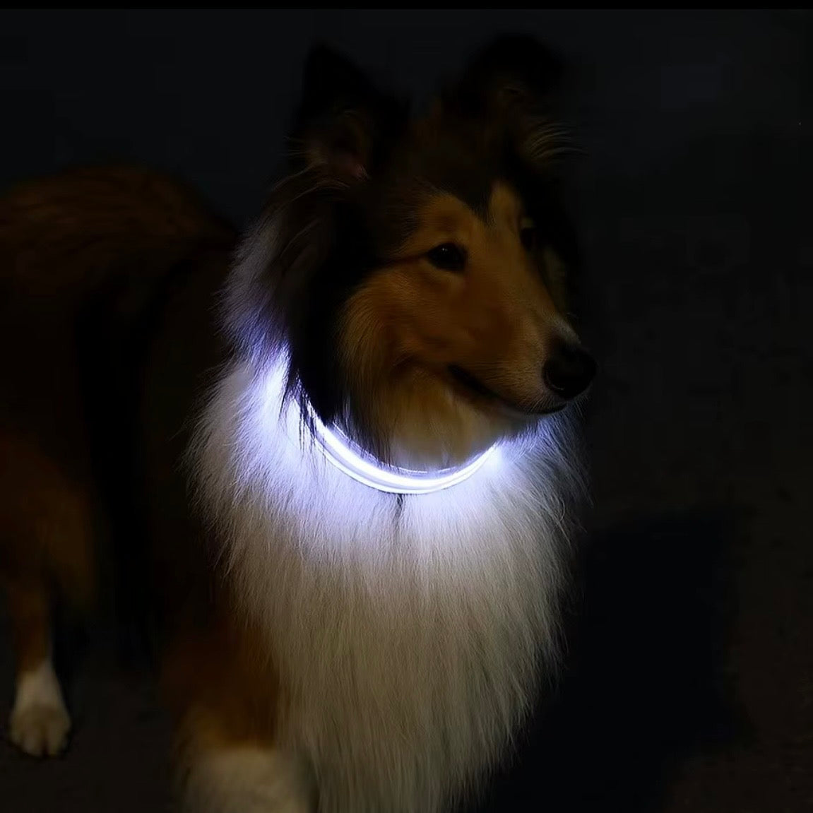 Rough collie dog wearing glowing white LED collar in the dark — safety night walk dog collar