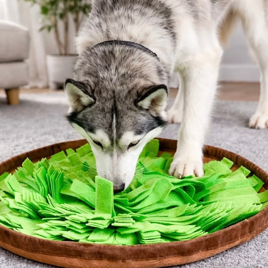 Husky dog sniffing treats from a green felt snuffle mat — interactive dog enrichment feeding mat from Boop and Scoot