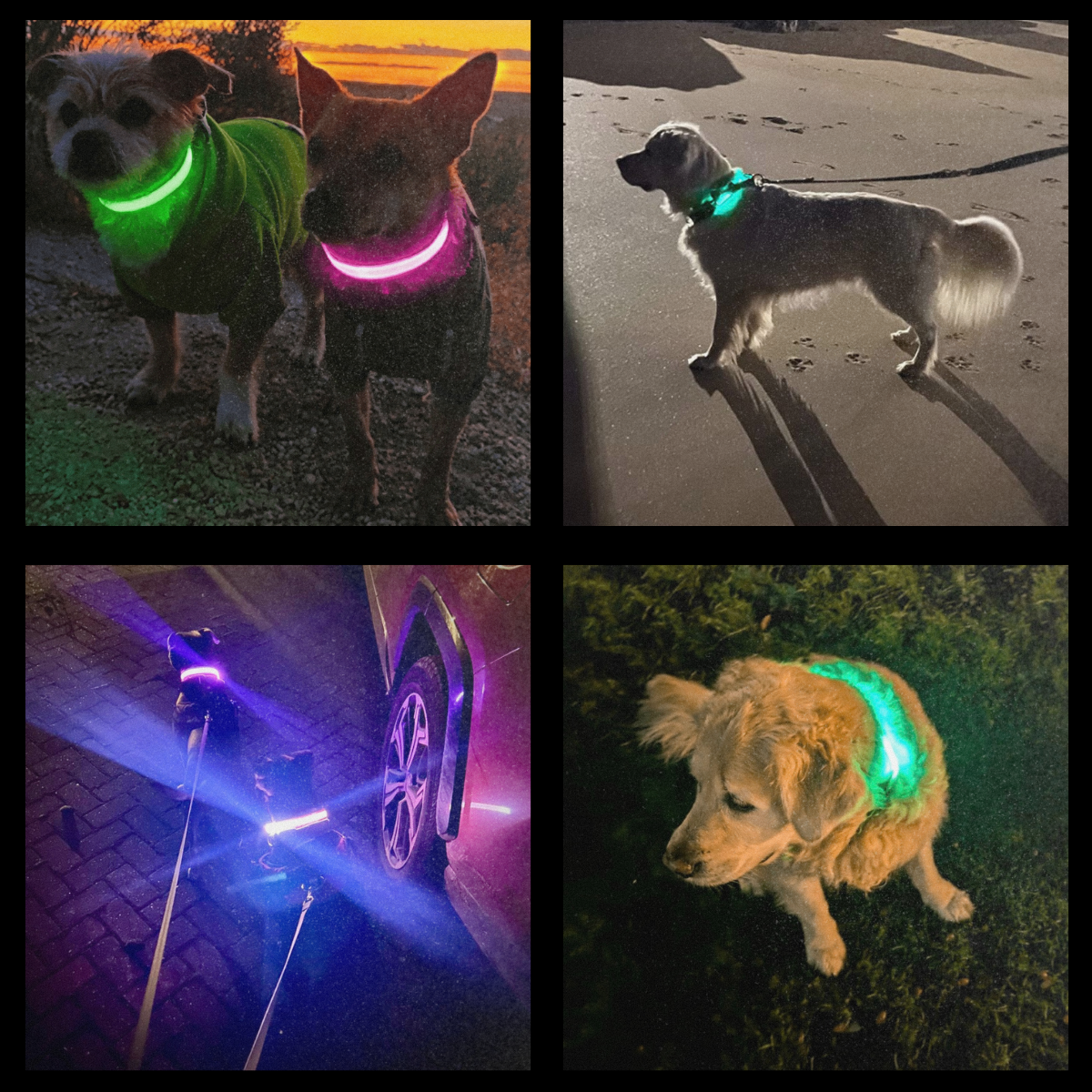 Collage of dogs wearing LED dog collars in various settings in the dark